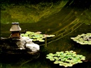 Bridge Reflection